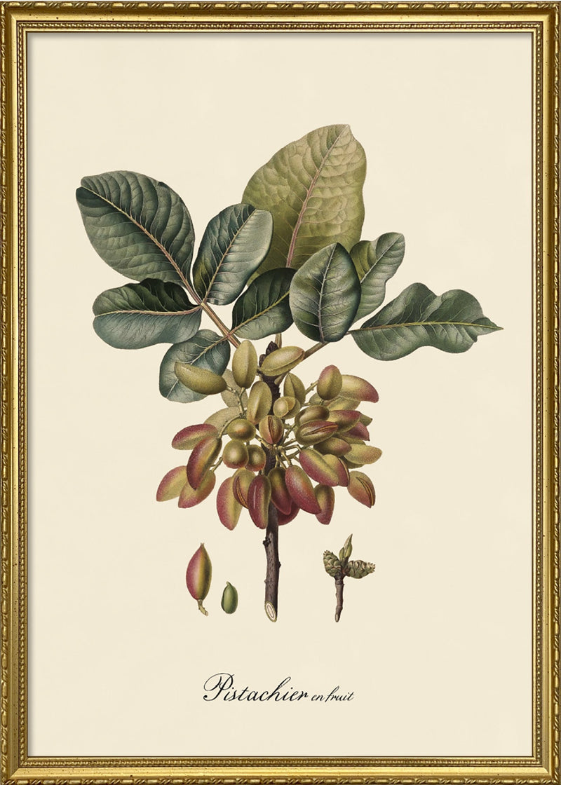 Pistachier en Fruit