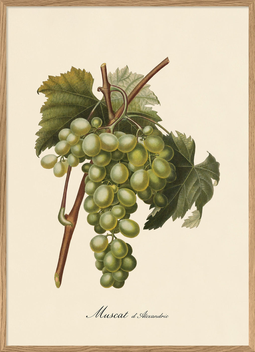 3620-Iconic-Fruits-Muscat-Of-