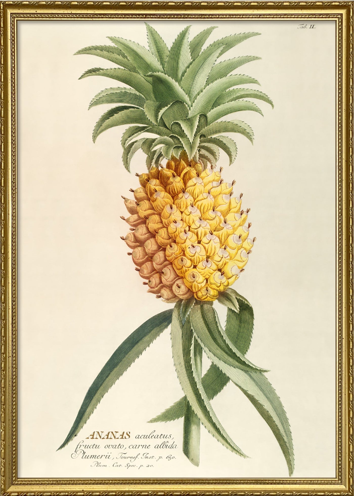 Ananas Aculeatus – The Dybdahl Co.