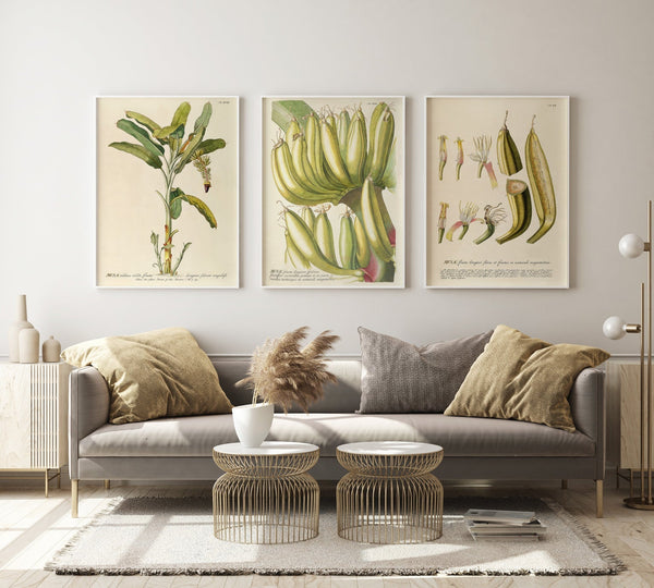 Musæ Frucutu Longiori Spadicis Fructiferi Verticillus