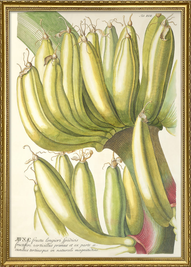 Musæ Frucutu Longiori Spadicis Fructiferi Verticillus