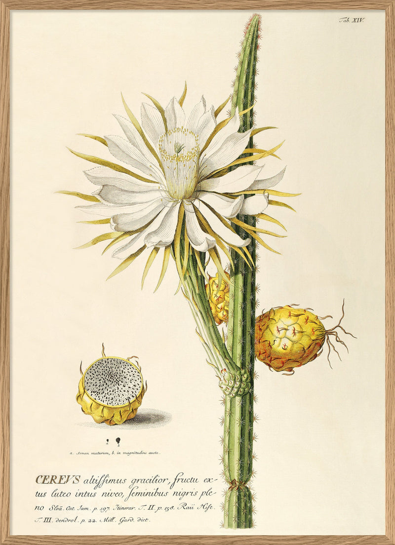 Cereus I.