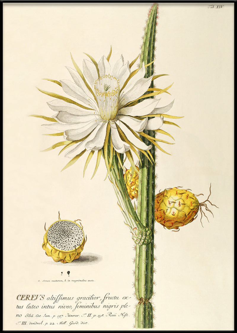 Cereus I.