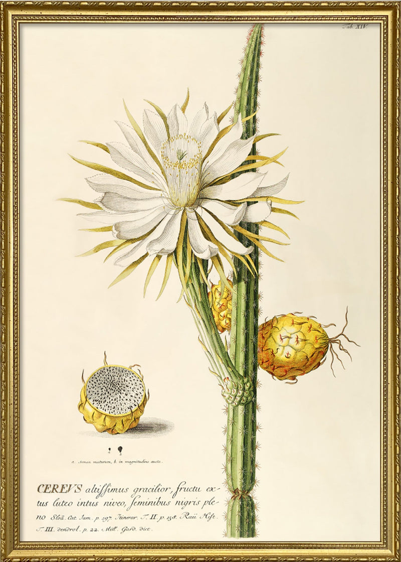 Cereus I.