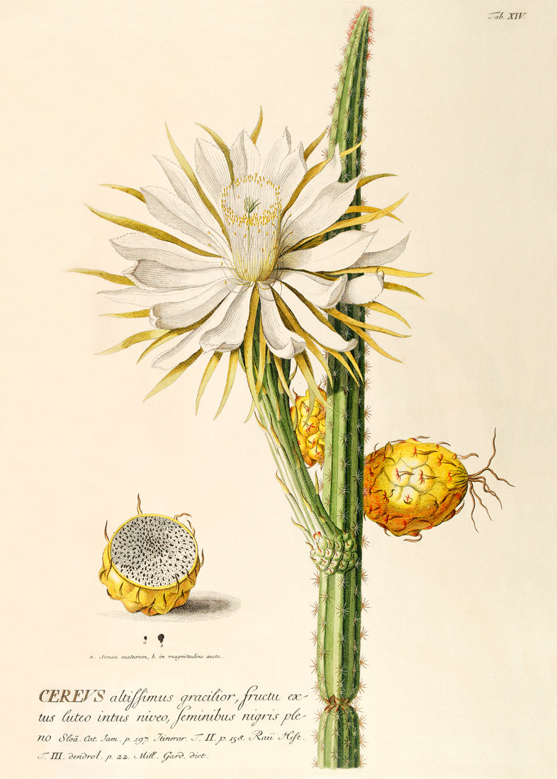 Cereus I.
