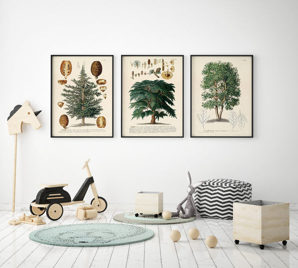 Cedrus Tree II