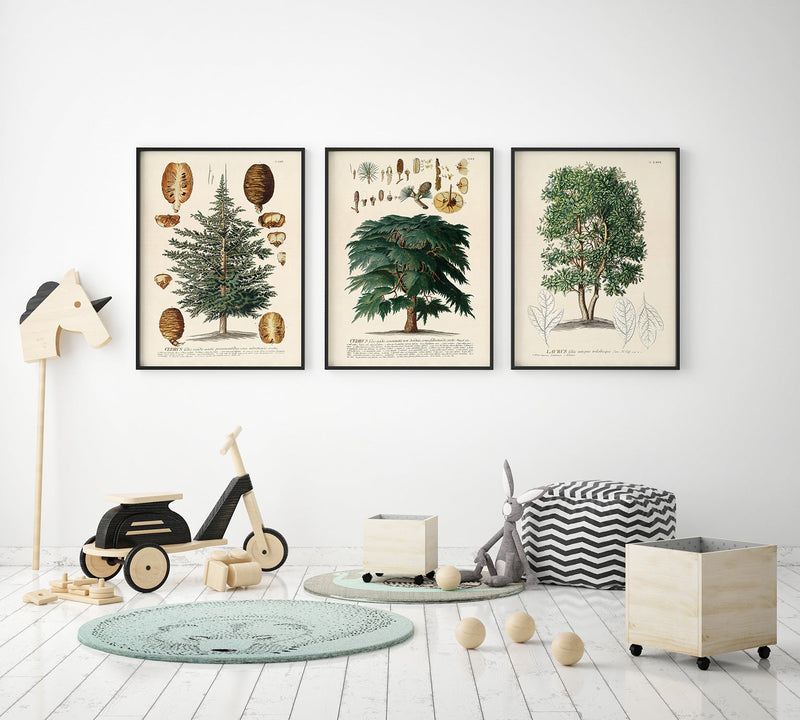Cedrus Tree II