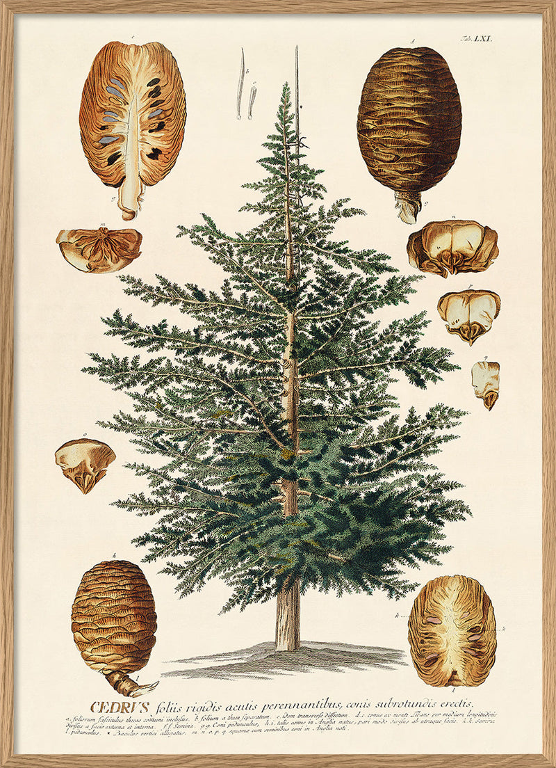 Cedrus Tree I