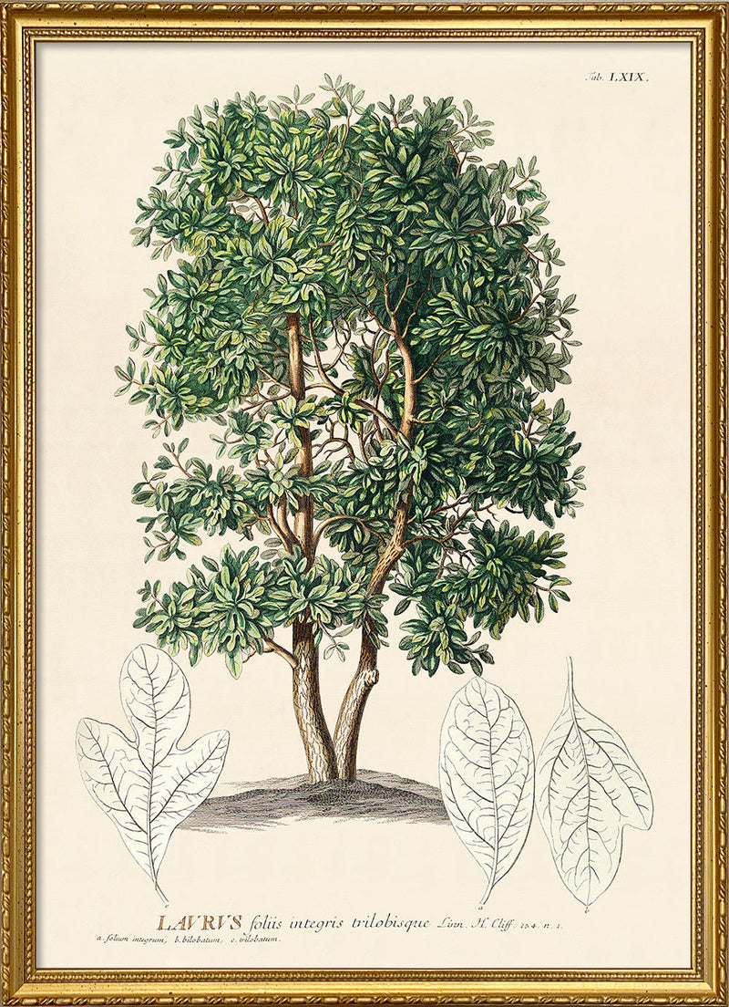 Laurus Tree