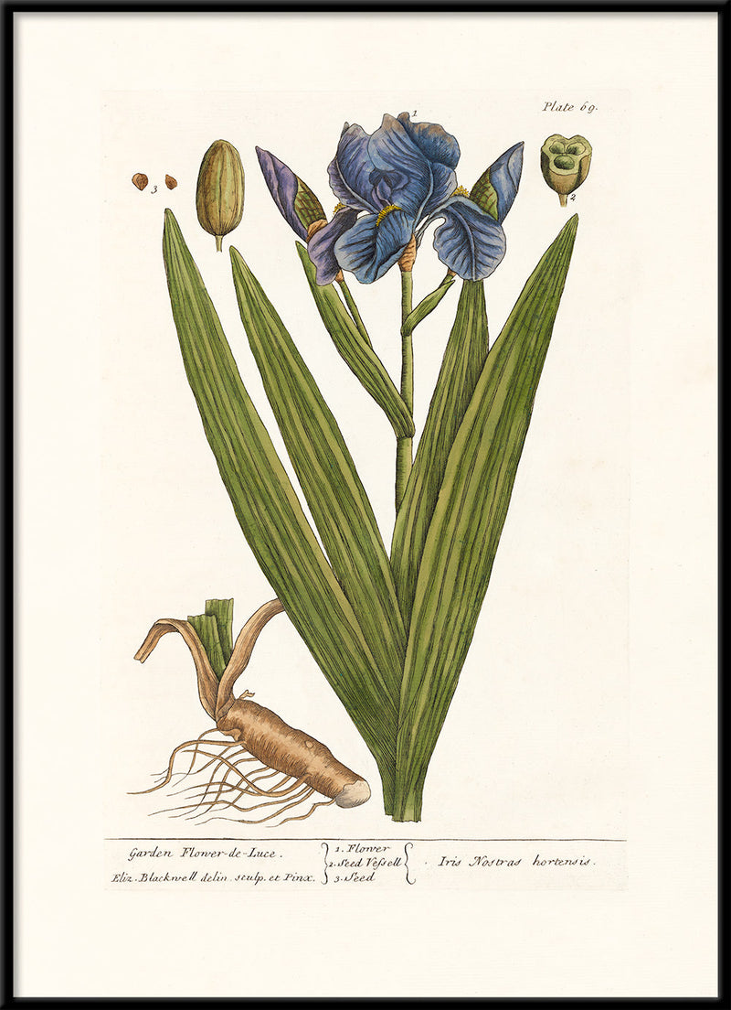 Garden Flower-de-Luce