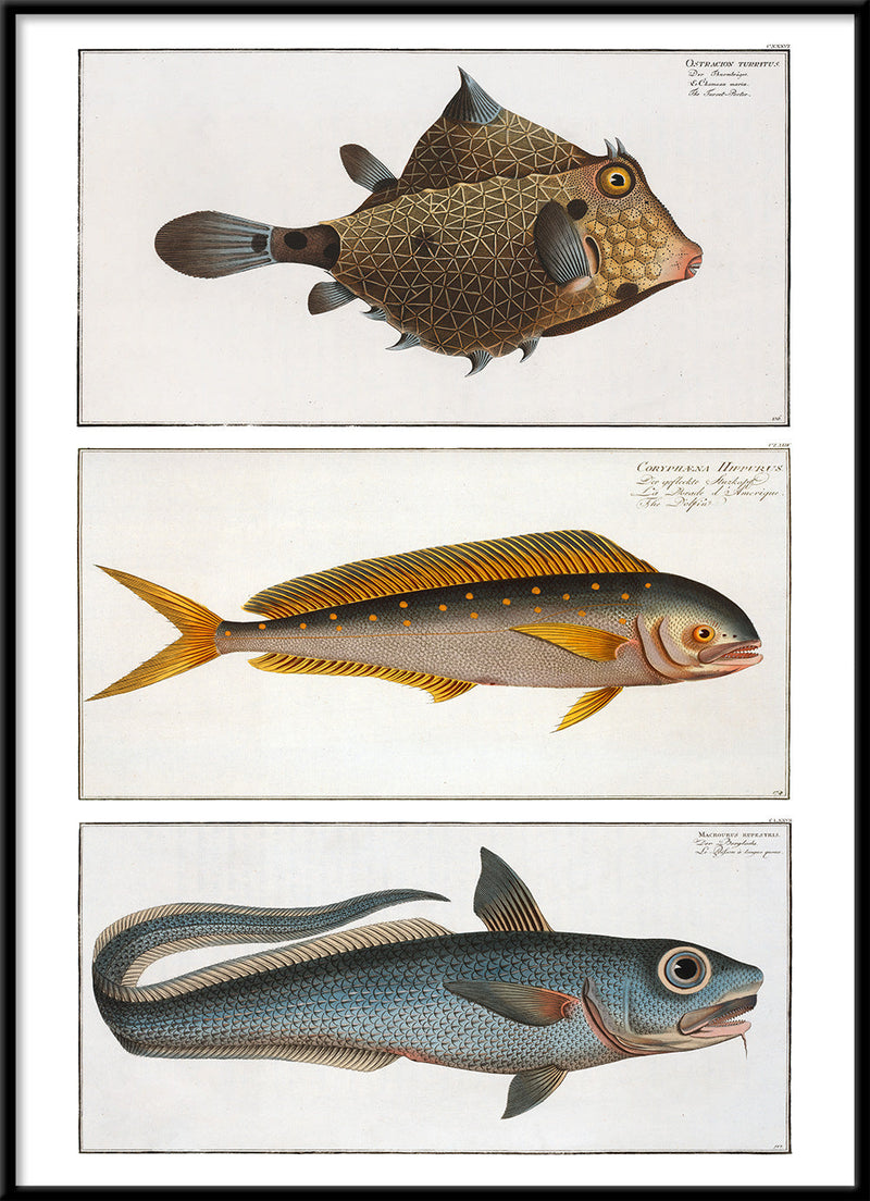 Turret-Porter, Dolphinfish and Macrourus