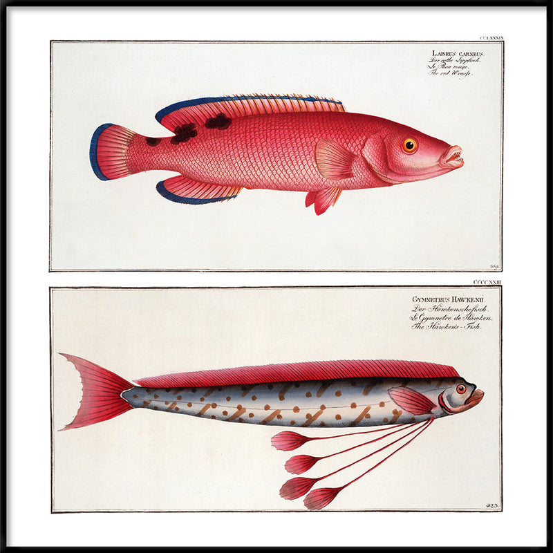 Giant Oarfish and Red Wrasse