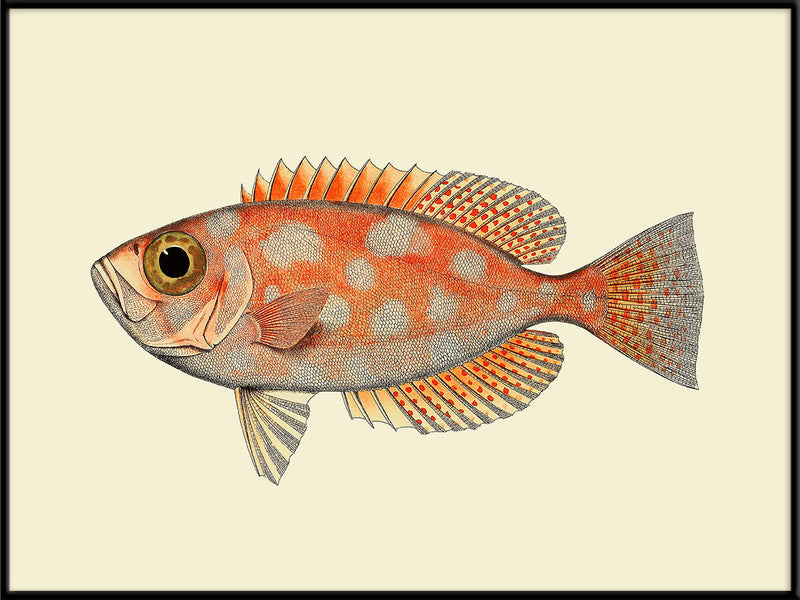 Blotched Bigeye (Priacanthus Carolinus)