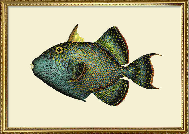 Trigger Fish