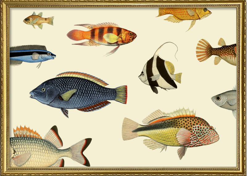 Fishes