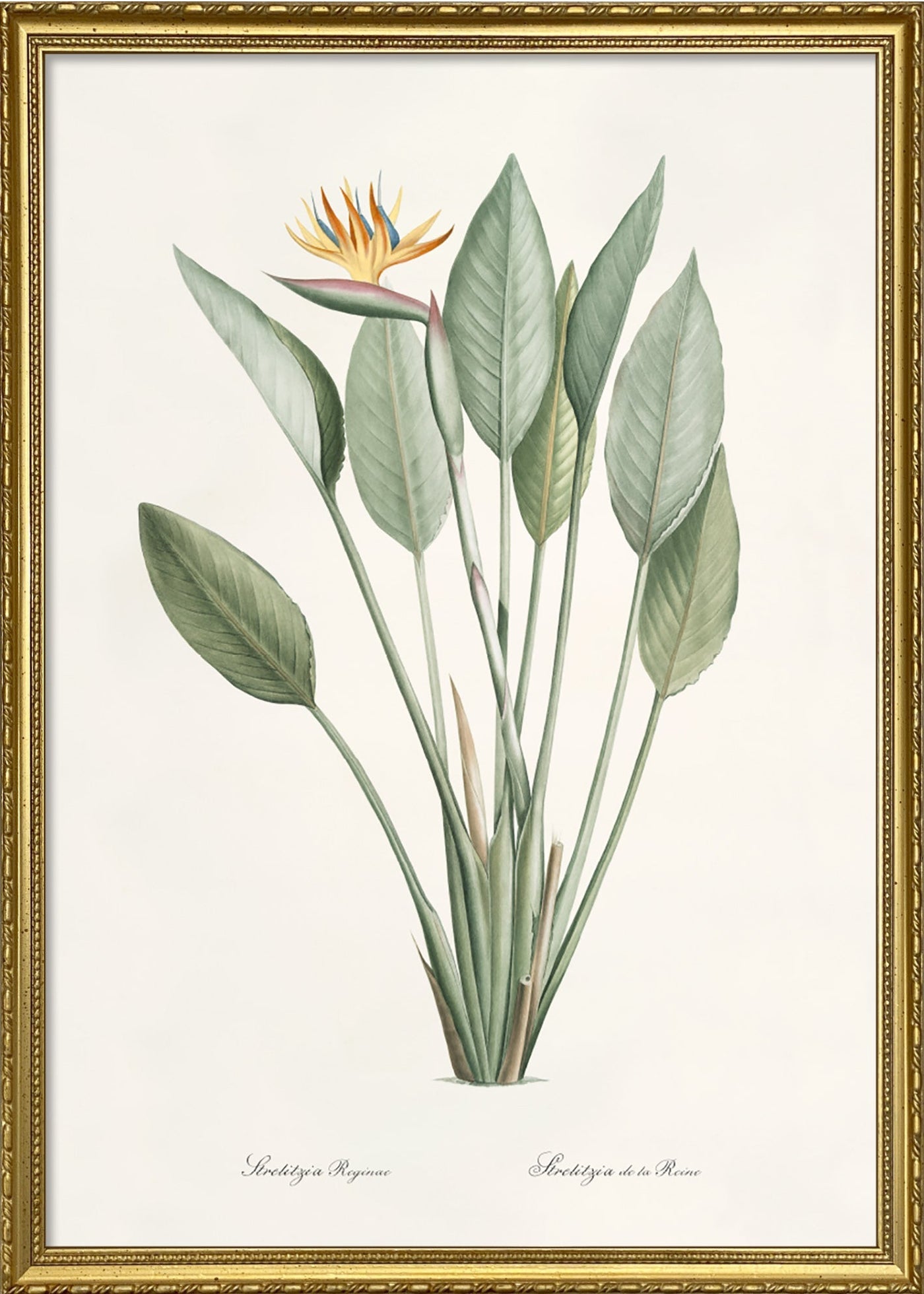 Strelitzia Regina – The Dybdahl Co