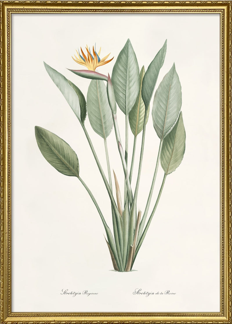 Strelitzia Regina
