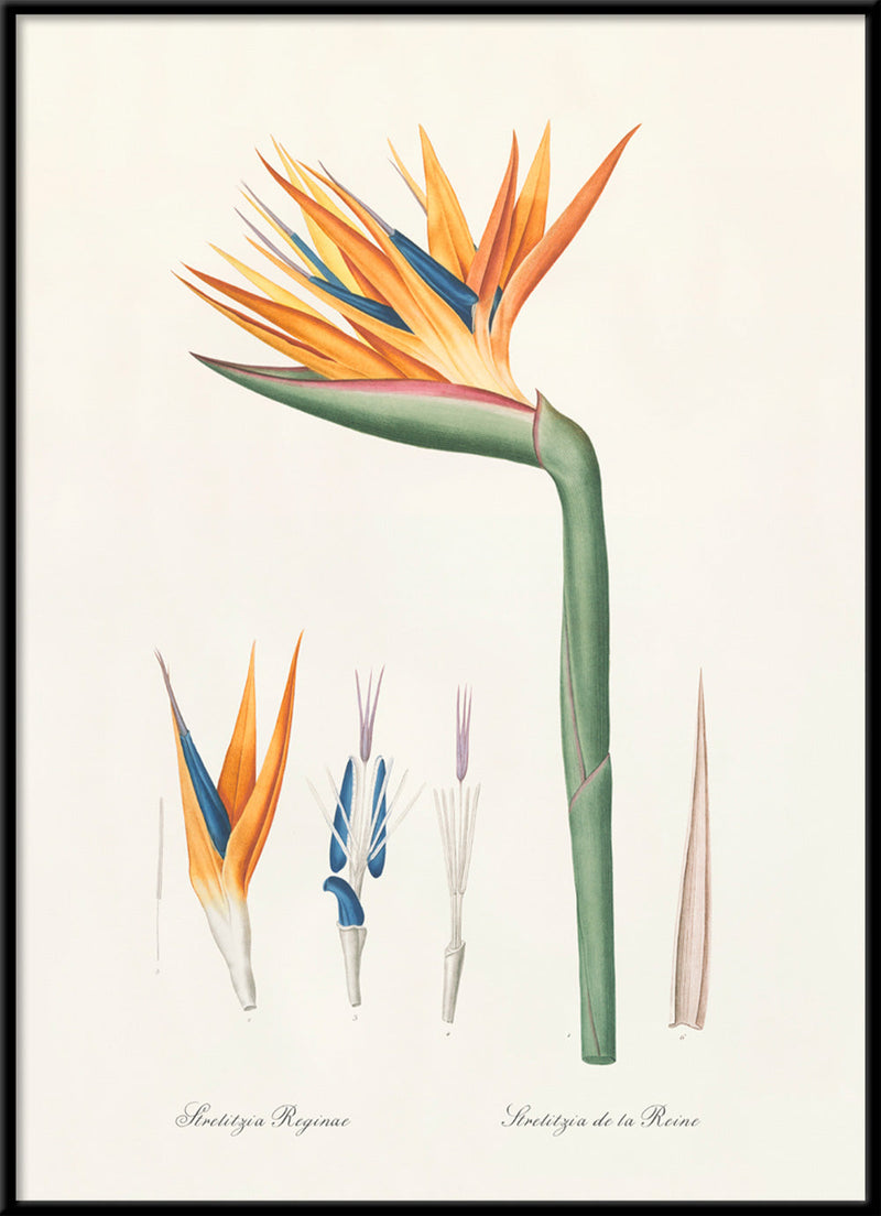 Strelitzia Regina no 2
