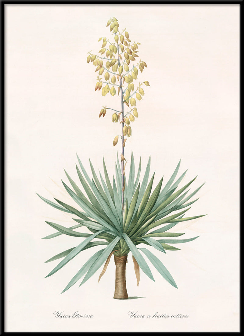 Yucca Gloriosa