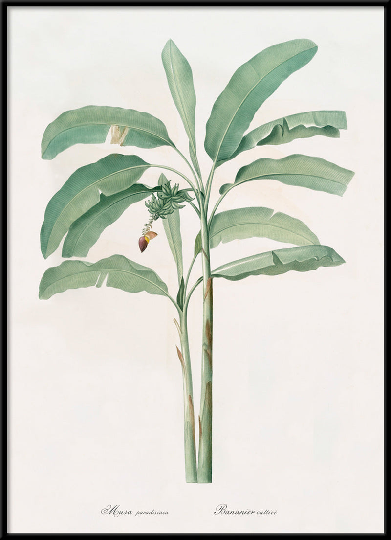 Musa Paradisiaca