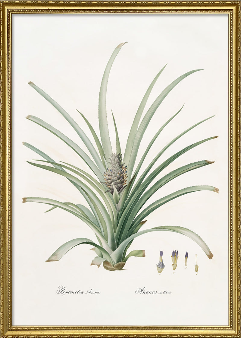 Bromelia Ananas no 2