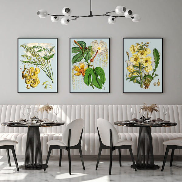 Hodgsonia Heteroclita