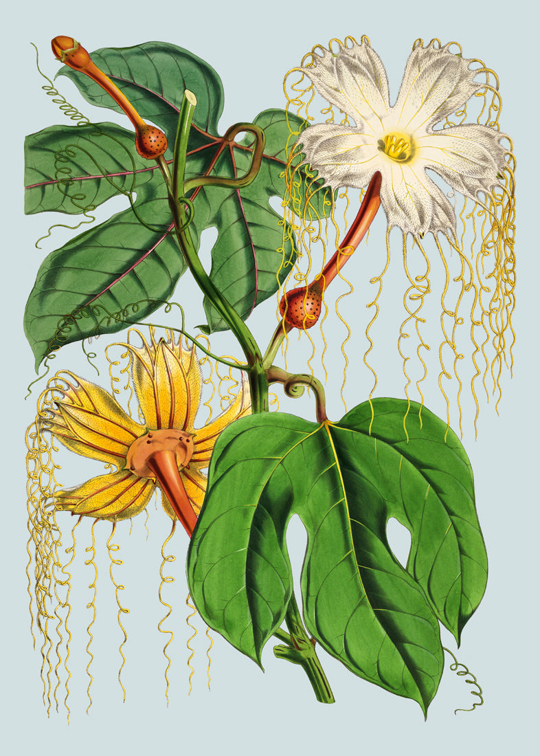 Hodgsonia Heteroclita