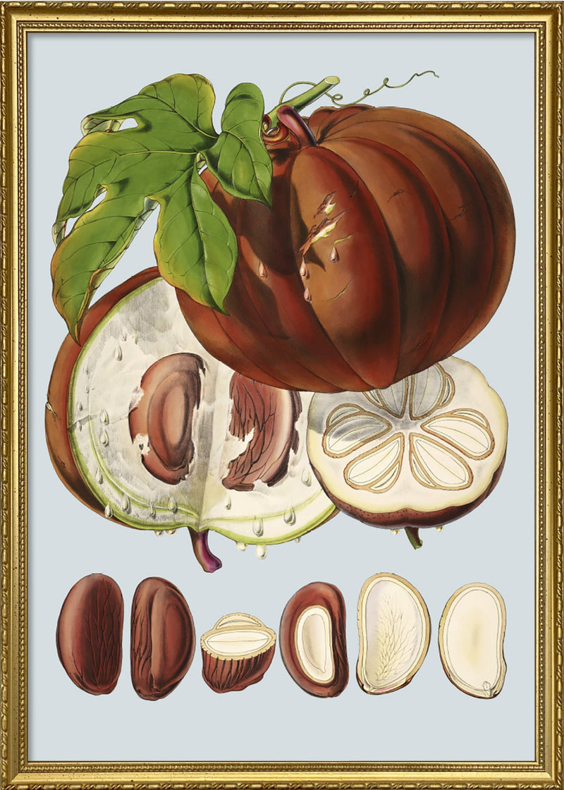 Hodgsonia Heteroclita II