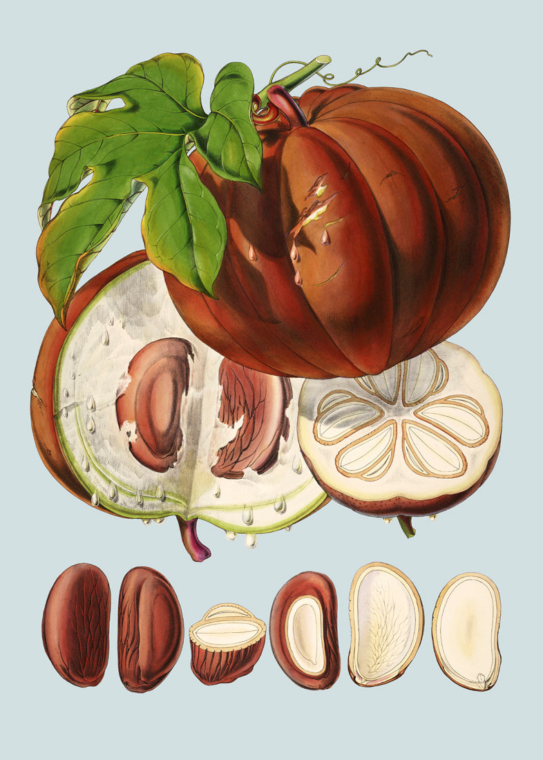 Hodgsonia Heteroclita II