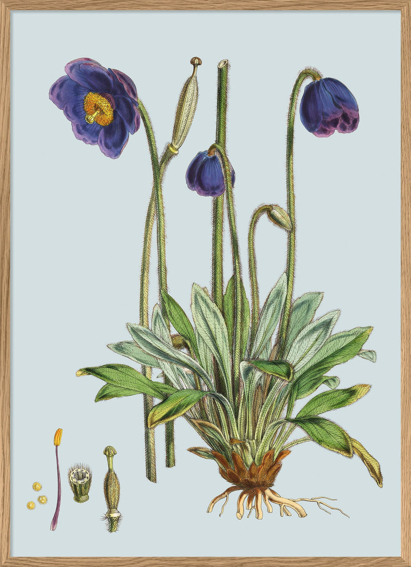 Meconopsis Simplicifolia