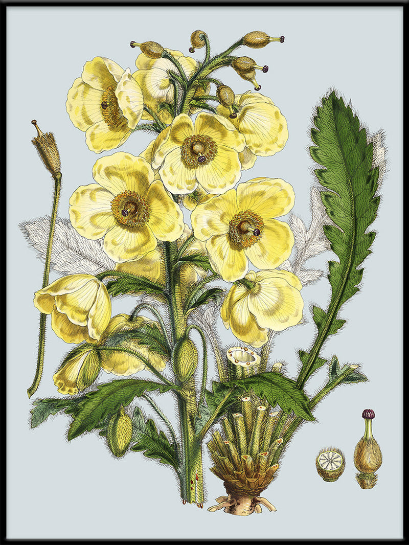 Meconopsis Nepalensis