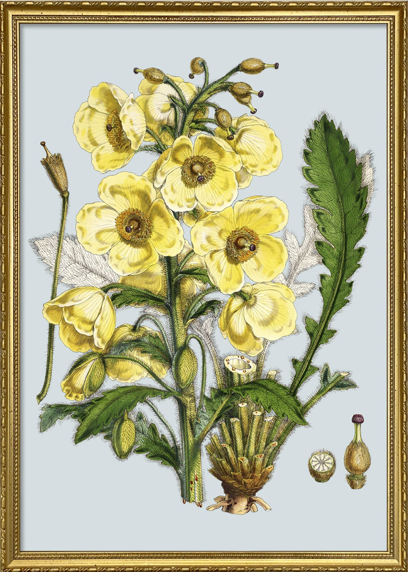 Meconopsis Nepalensis