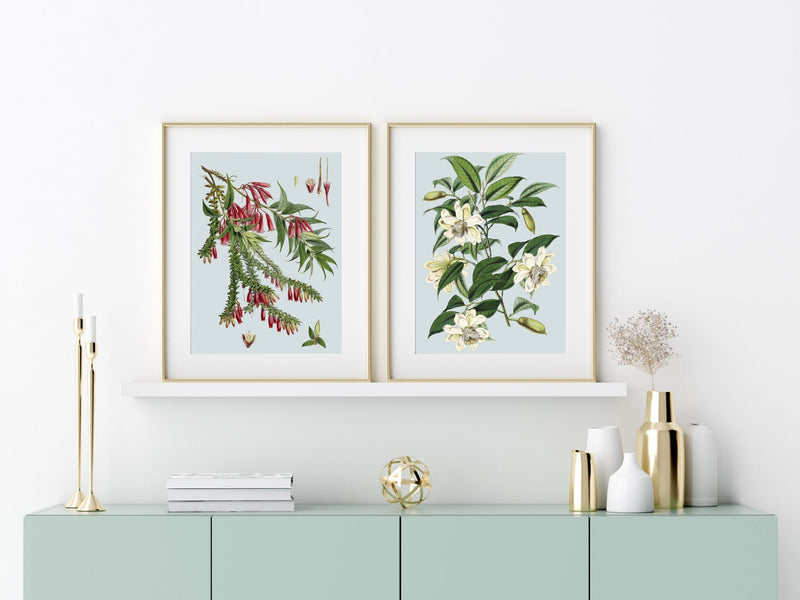 Vaccinium Salignum & Vaccinium Serpens