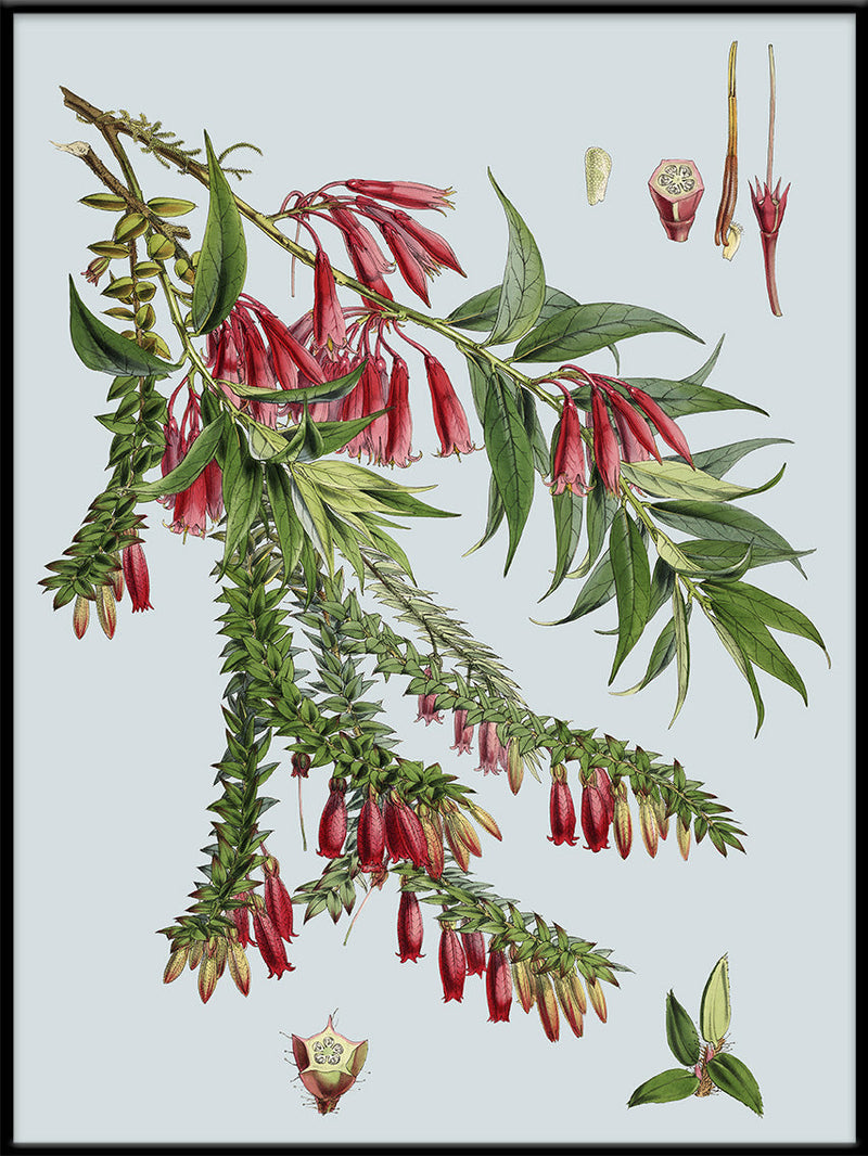 Vaccinium Salignum & Vaccinium Serpens