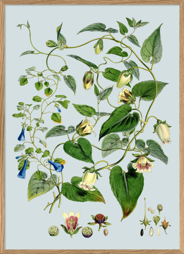 Gracilis, Codonopsis Javanica & Inflata