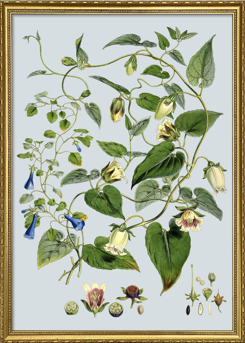 Gracilis, Codonopsis Javanica & Inflata