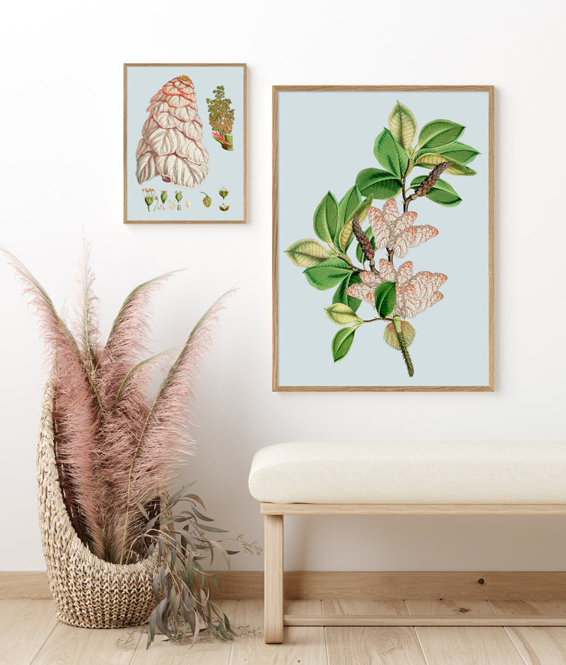 Magnolia Campbellii & Rheum Nobile