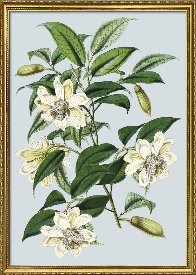 Michelia Cathcartii