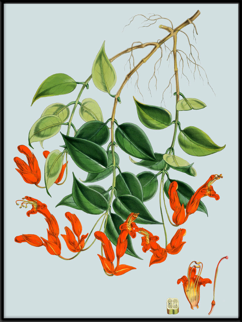 Aeschynanthus Peelii