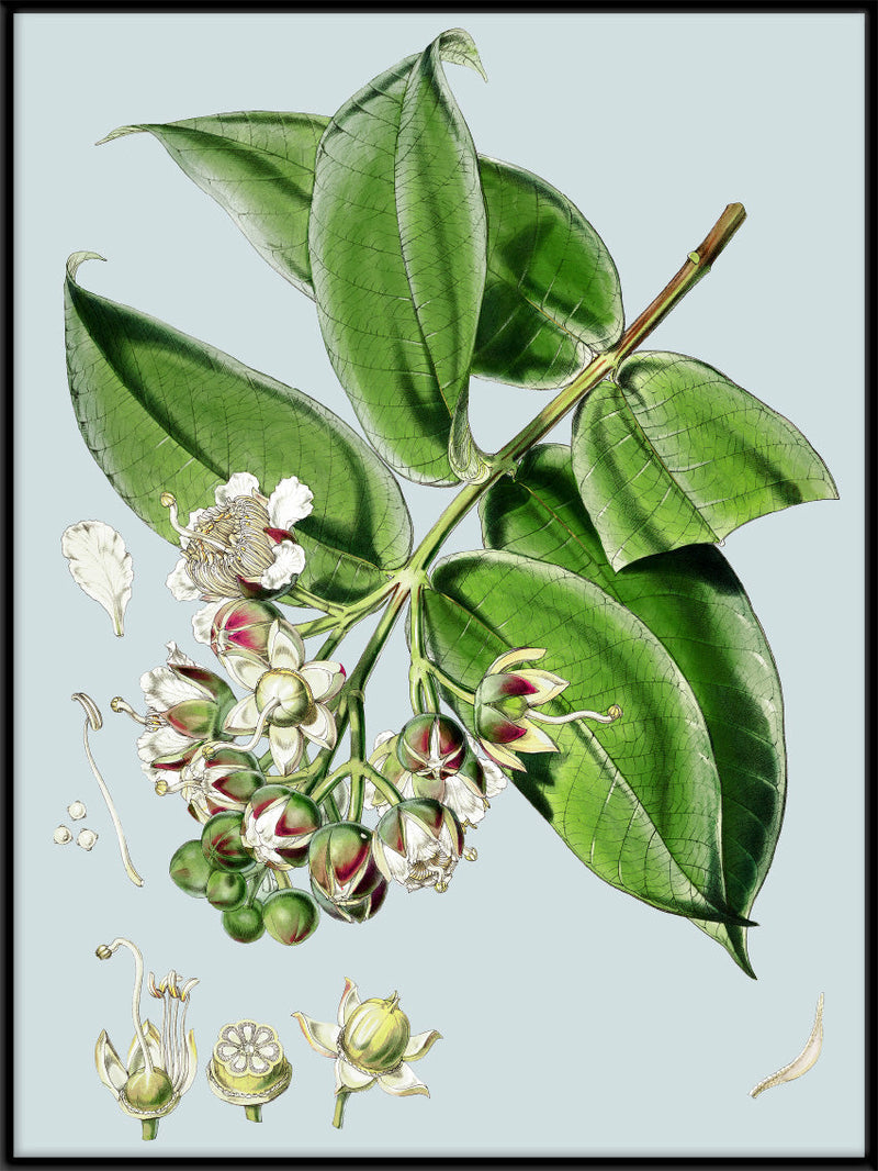 Duabanga Sonneratioides