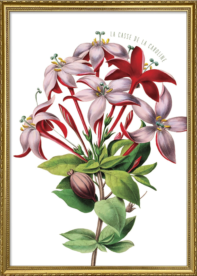 La casse de la Caroline