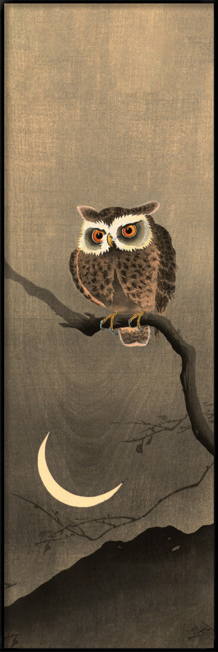 Japanese Owl