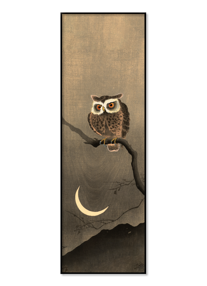 Japanese Owl