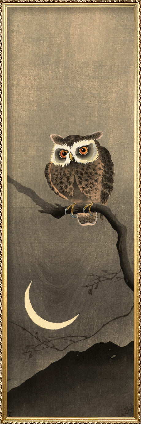 Japanese Owl