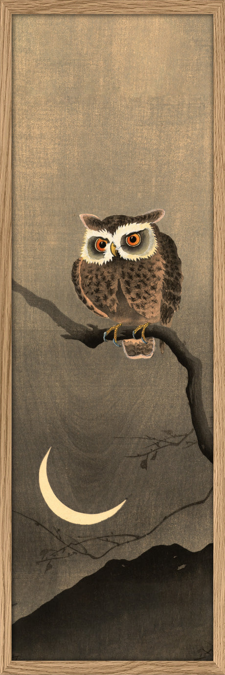 Japanese Owl