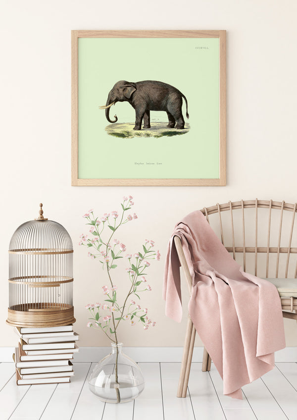 Elephant