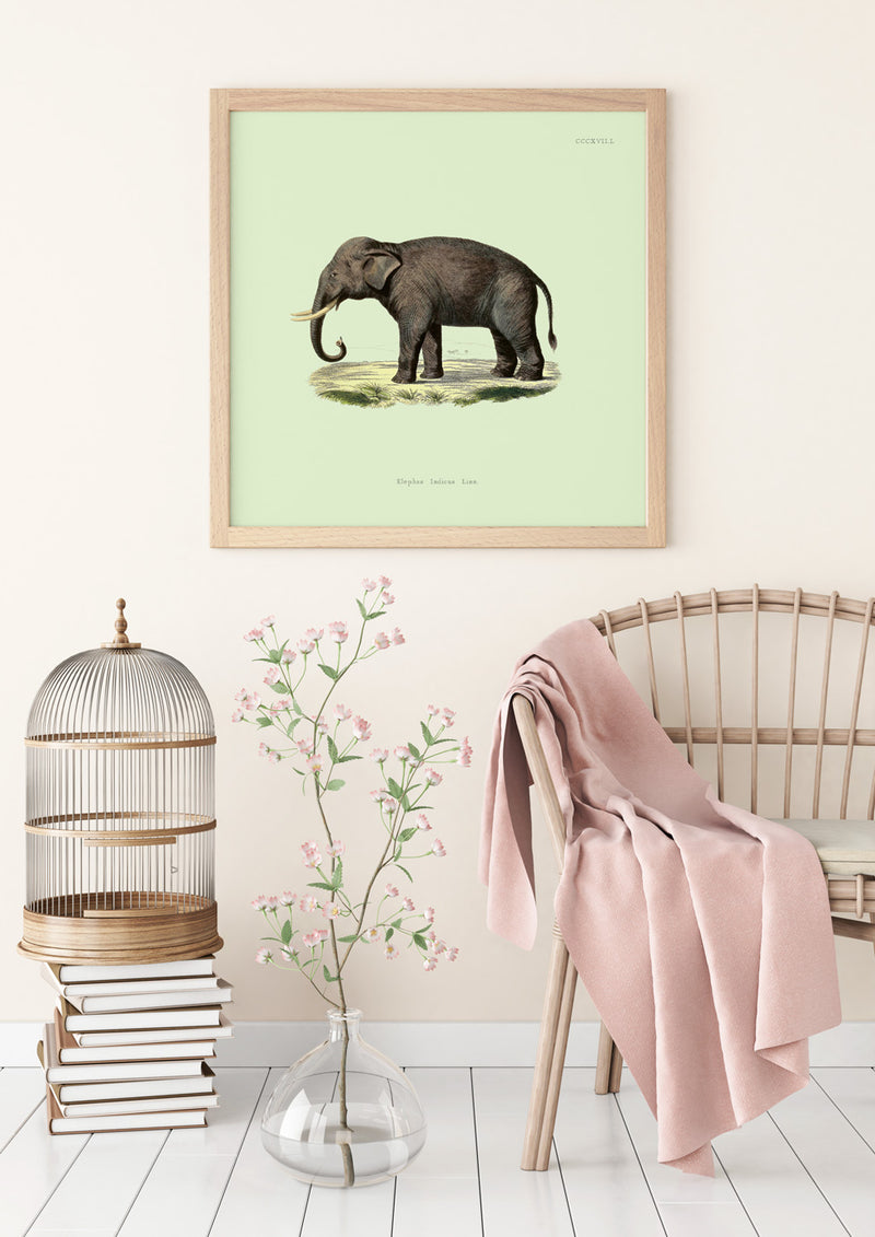 Elephant