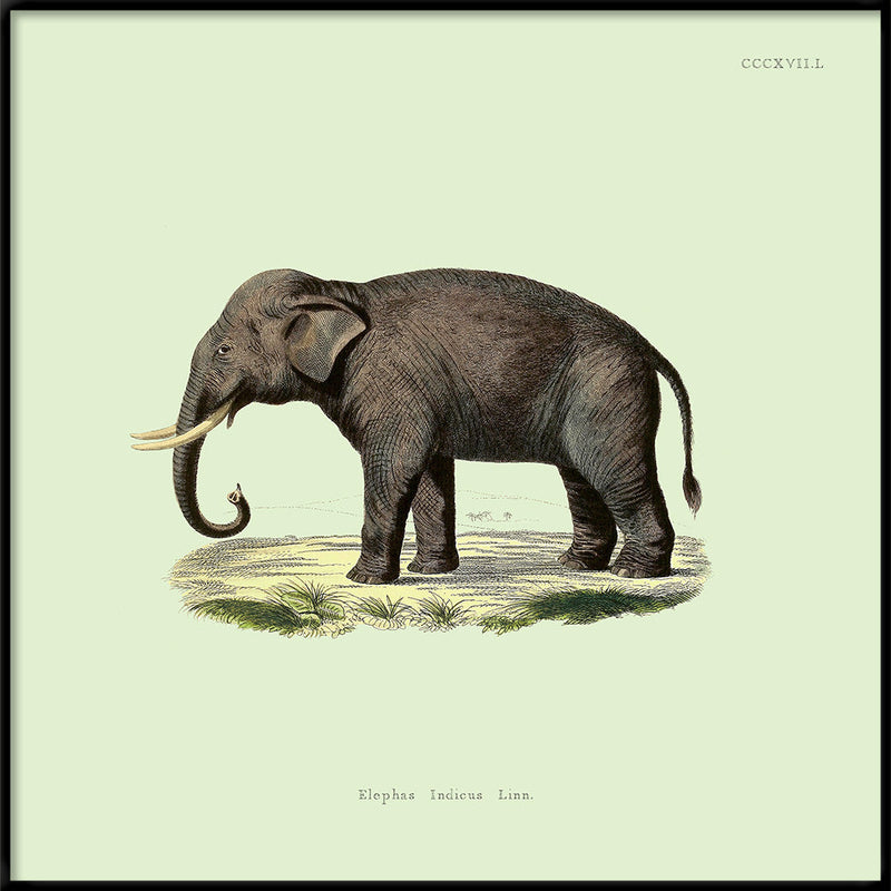 Elephant