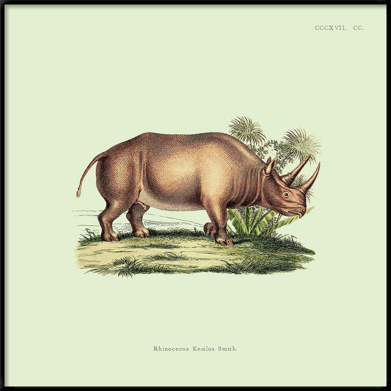 Rhino
