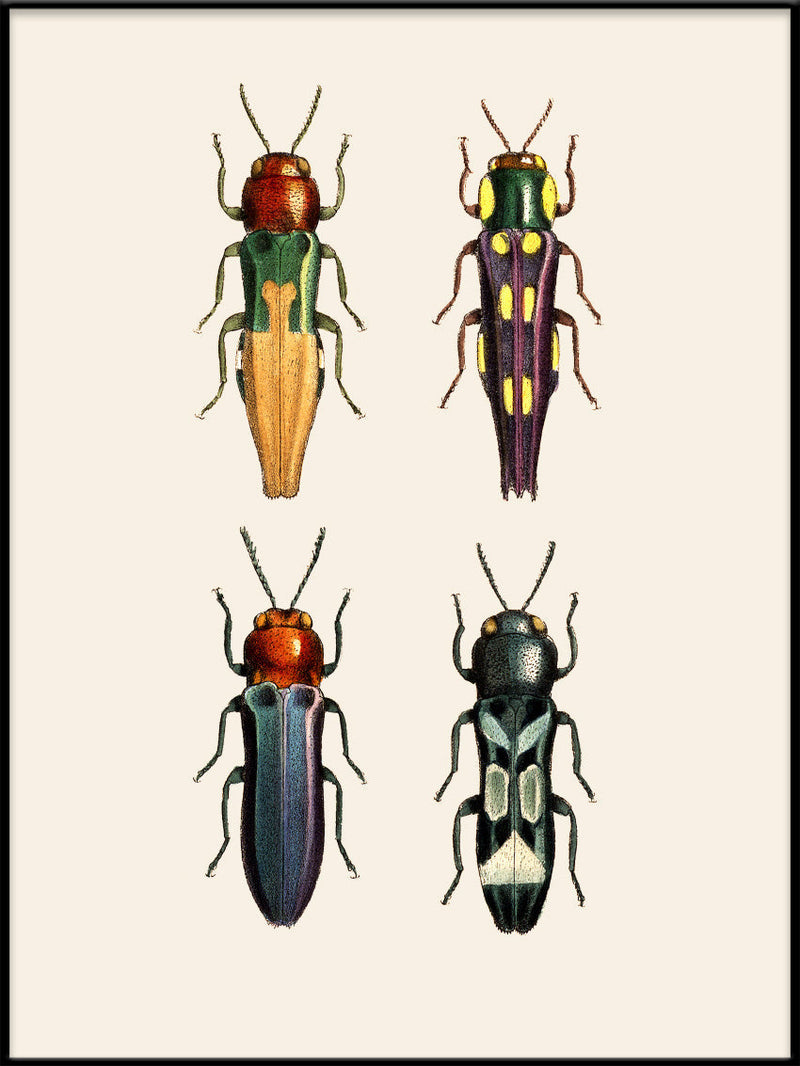 Coleoptera II detail